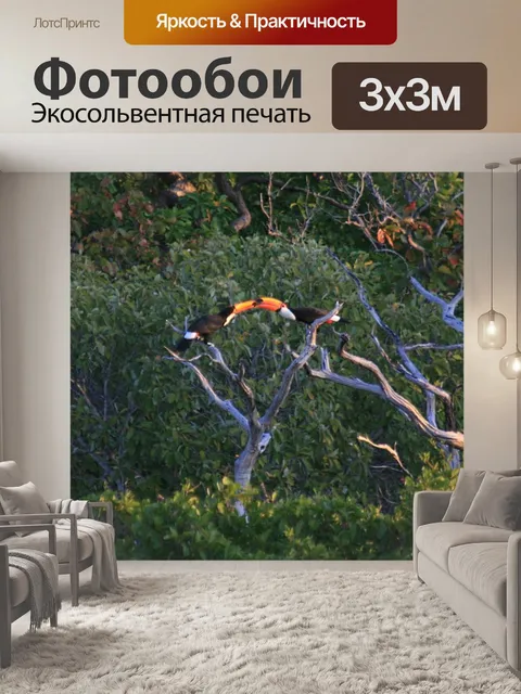 Фотообои Туканы