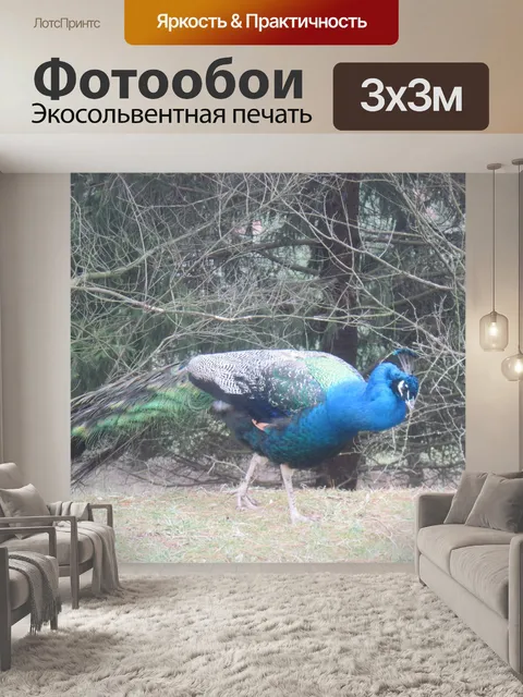 Фотообои Павлин