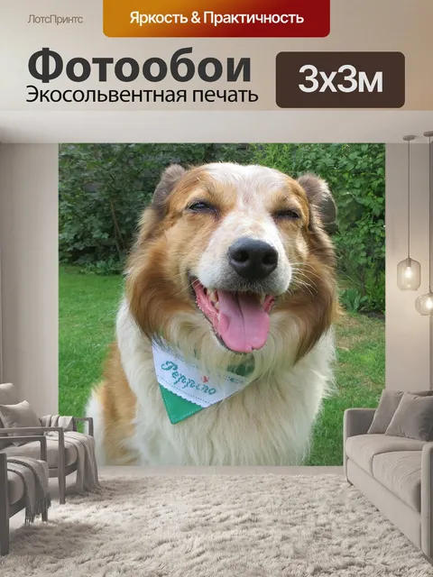 Фотообои Бордер колли микс