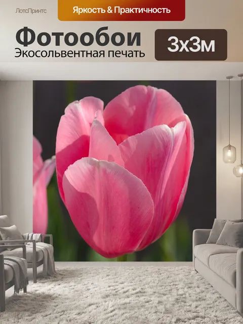 Фотообои Тюльпаны