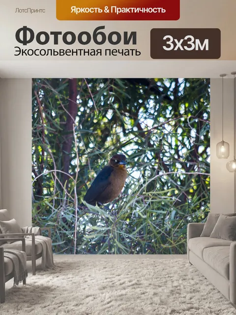 Фотообои Птицы