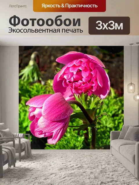 Фотообои Анемоны
