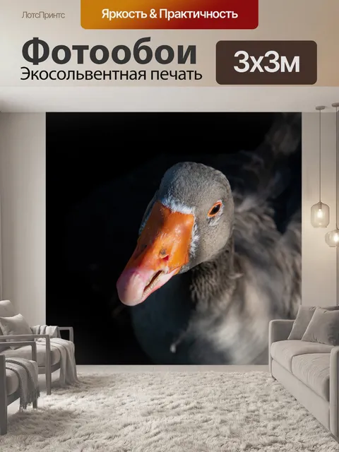 Фотообои Гусь, серый гусь, птица