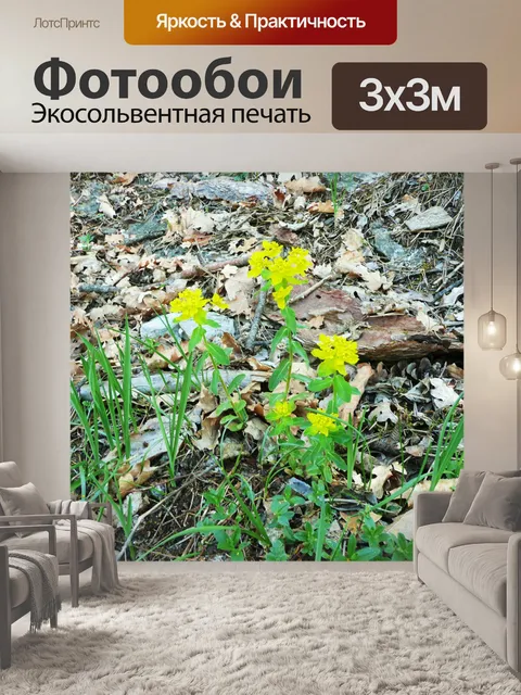 Фотообои Цветы