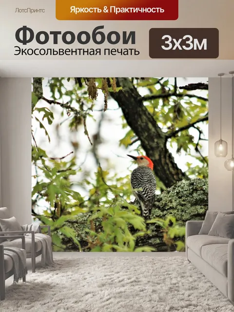 Фотообои Краснобрюхий дятел в дереве