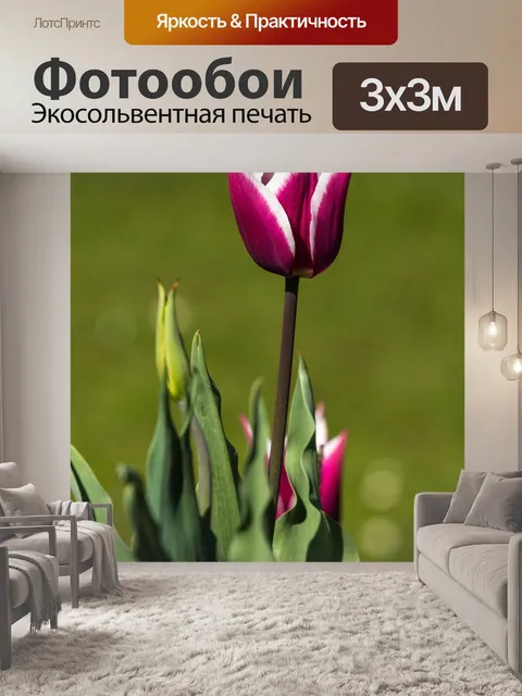Фотообои Тюльпаны