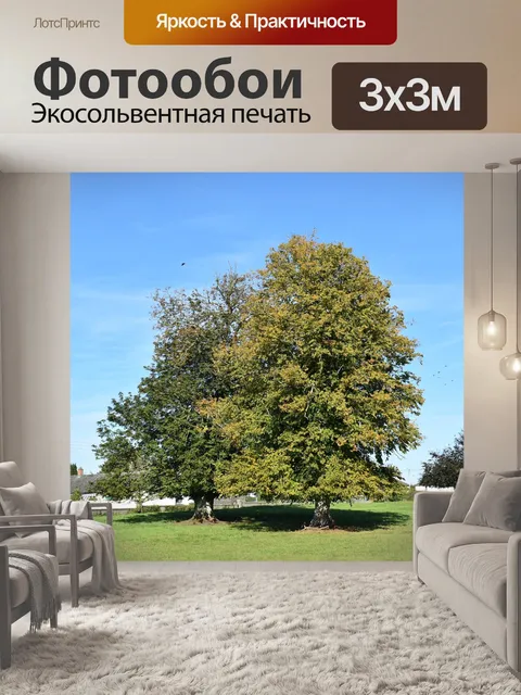 Фотообои Деревья