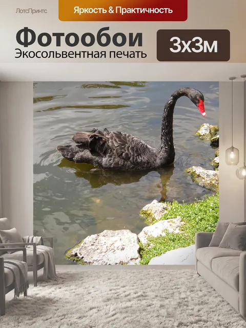 Фотообои Черный лебедь
