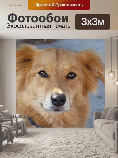 Фотообои Собака