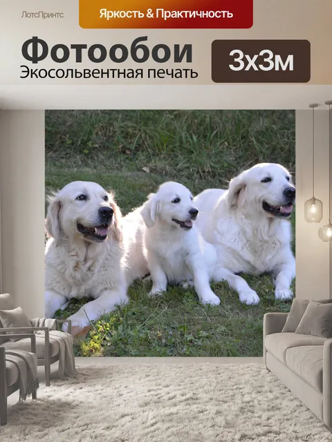 Фотообои Собака собаки