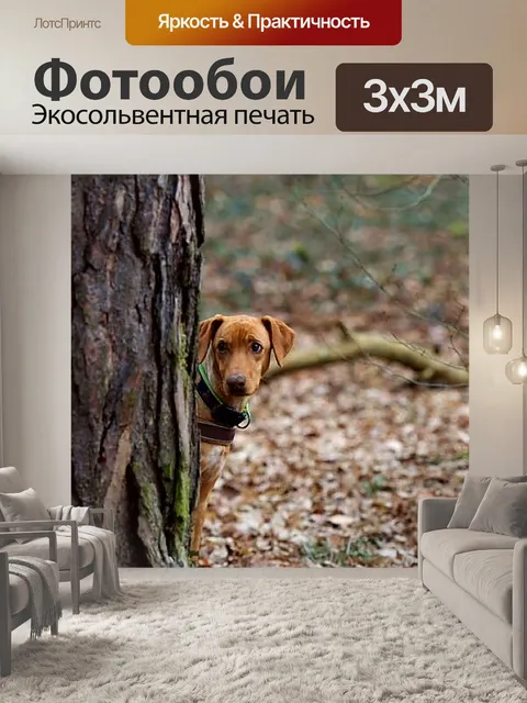Фотообои Собака