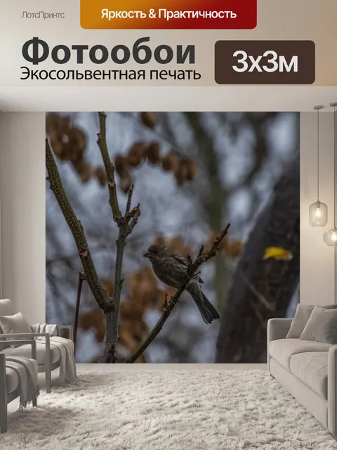 Фотообои Зимний Дом Финч