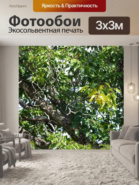Фотообои листья на дереве японского изюма