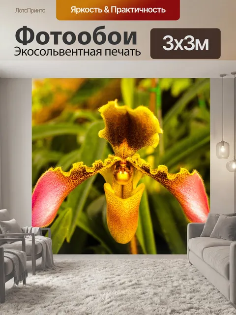 Фотообои Цветок орхидеи