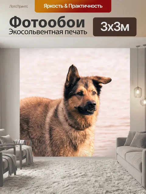 Фотообои Собака
