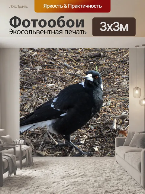 Фотообои Сорока