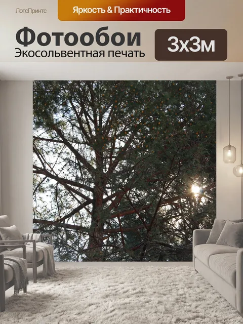 Фотообои солнце видно сквозь сосны