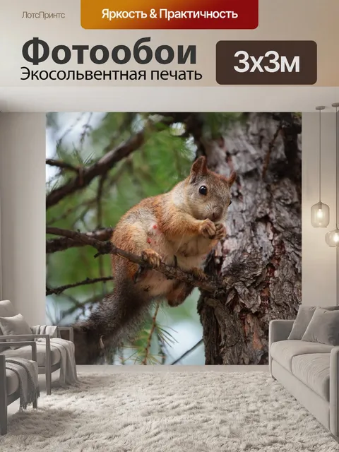 Фотообои Белка