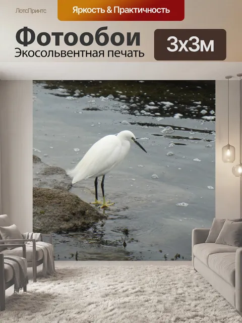 Фотообои Цапля в поисках рыбы