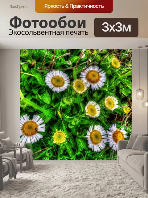 Фотообои Цветы ромашки