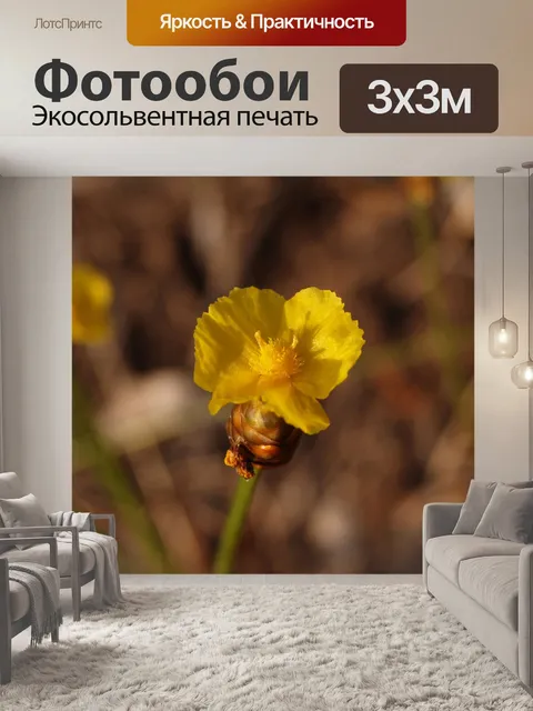 Фотообои Цветки одичалые Стоковая Фотография