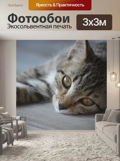Фотообои Кот