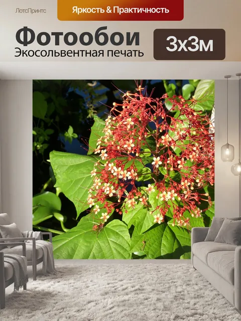 Фотообои Цветок