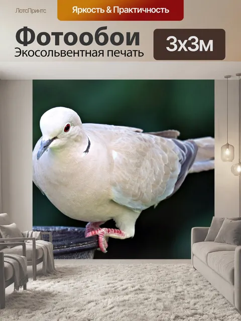 Фотообои Голубь с воротником