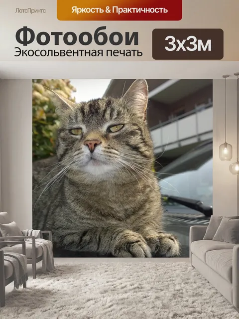 Фотообои Кот