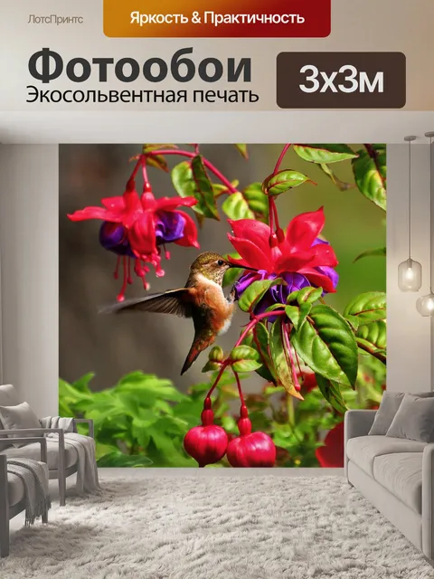 Фотообои Руфус колибри