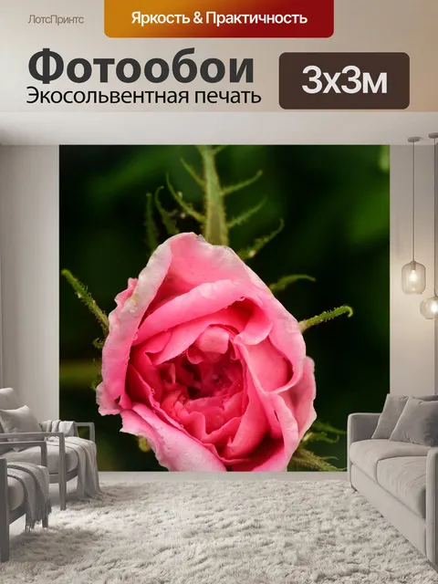 Фотообои Роза