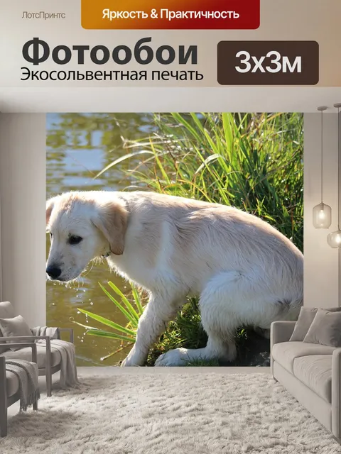 Фотообои Собака