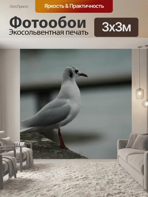 Фотообои Чайка