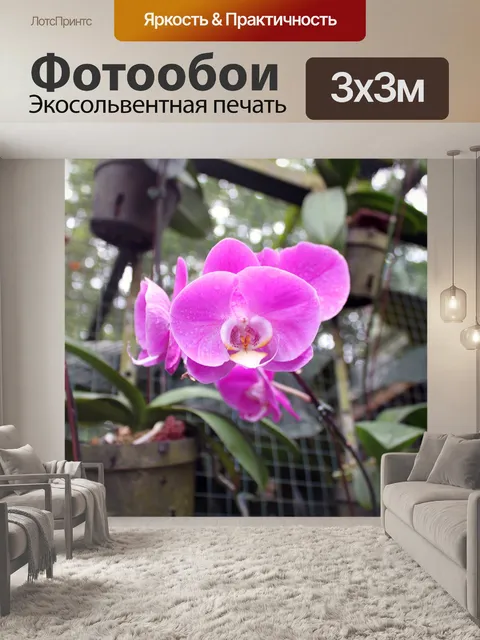 Фотообои цветок орхидеи в Сингапуре