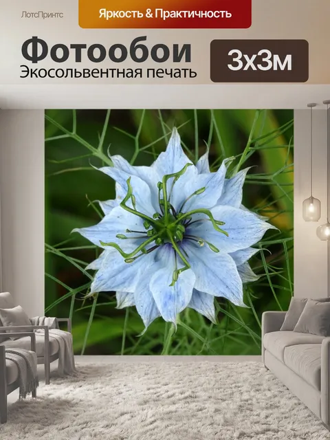 Фотообои Красивые голубые лепестки