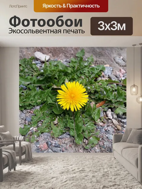Фотообои Одуванчик
