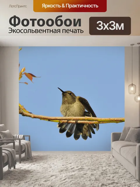 Фотообои Колибри
