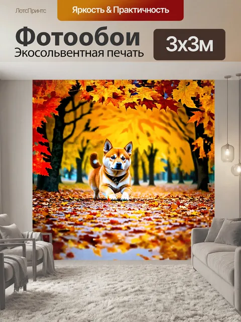 Фотообои сиба ину, играя с ярким осенним листьем, окружена золотыми и красными листьями, что делает её ещё более…