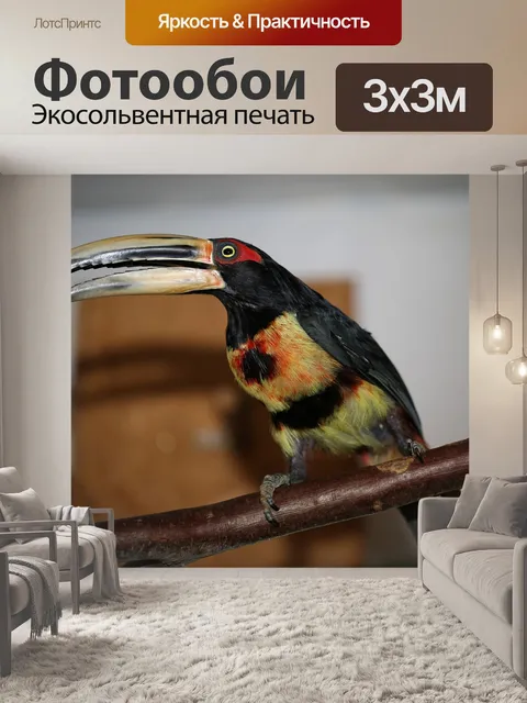 Фотообои Тукан