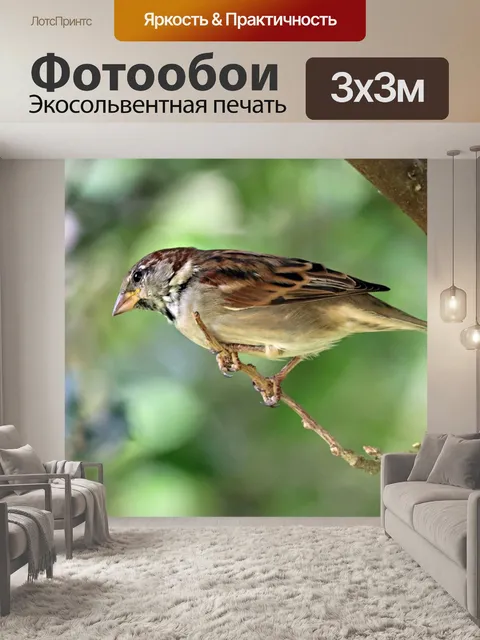 Фотообои Воробей