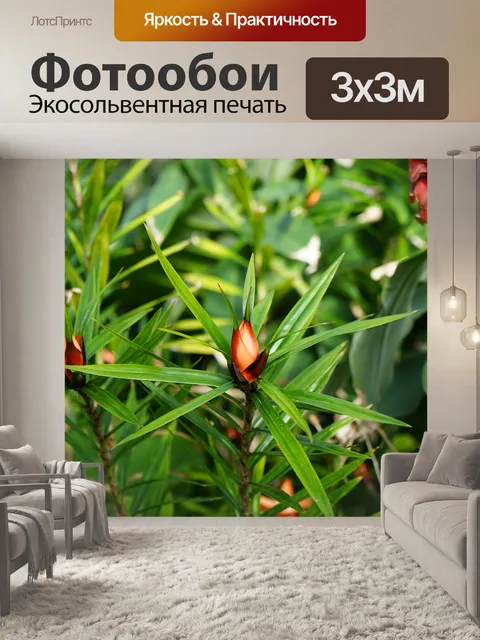 Фотообои Цветы