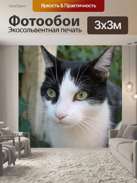 Фотообои Кошка