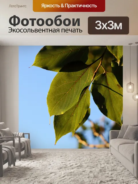 Фотообои листья японского изюма на солнце