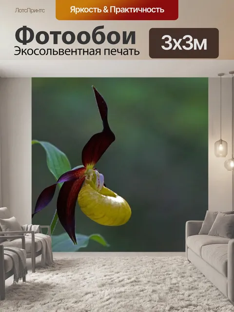 Фотообои Орхидея
