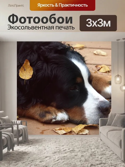 Фотообои Бернский зенненхунд