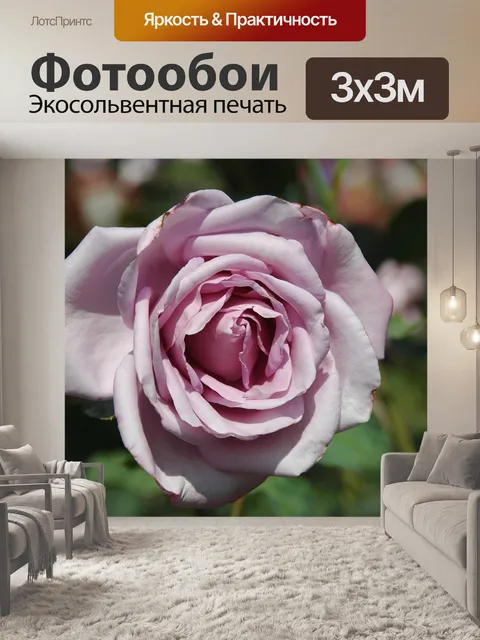 Фотообои Благородная роза