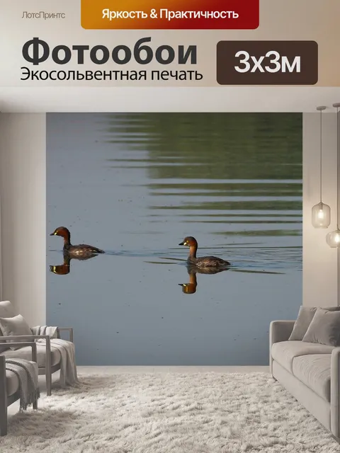 Фотообои Утки
