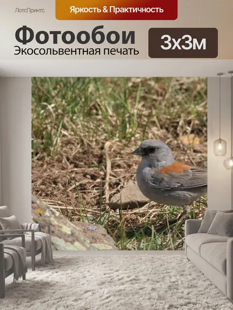 Фотообои Птица