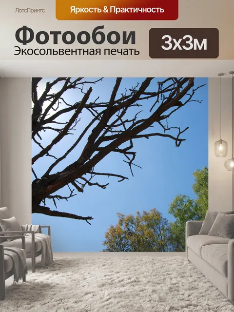 Фотообои Деревья силуэт