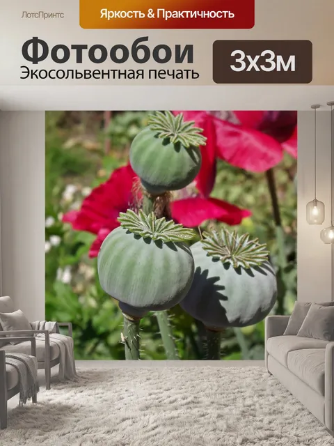 Фотообои Маки
